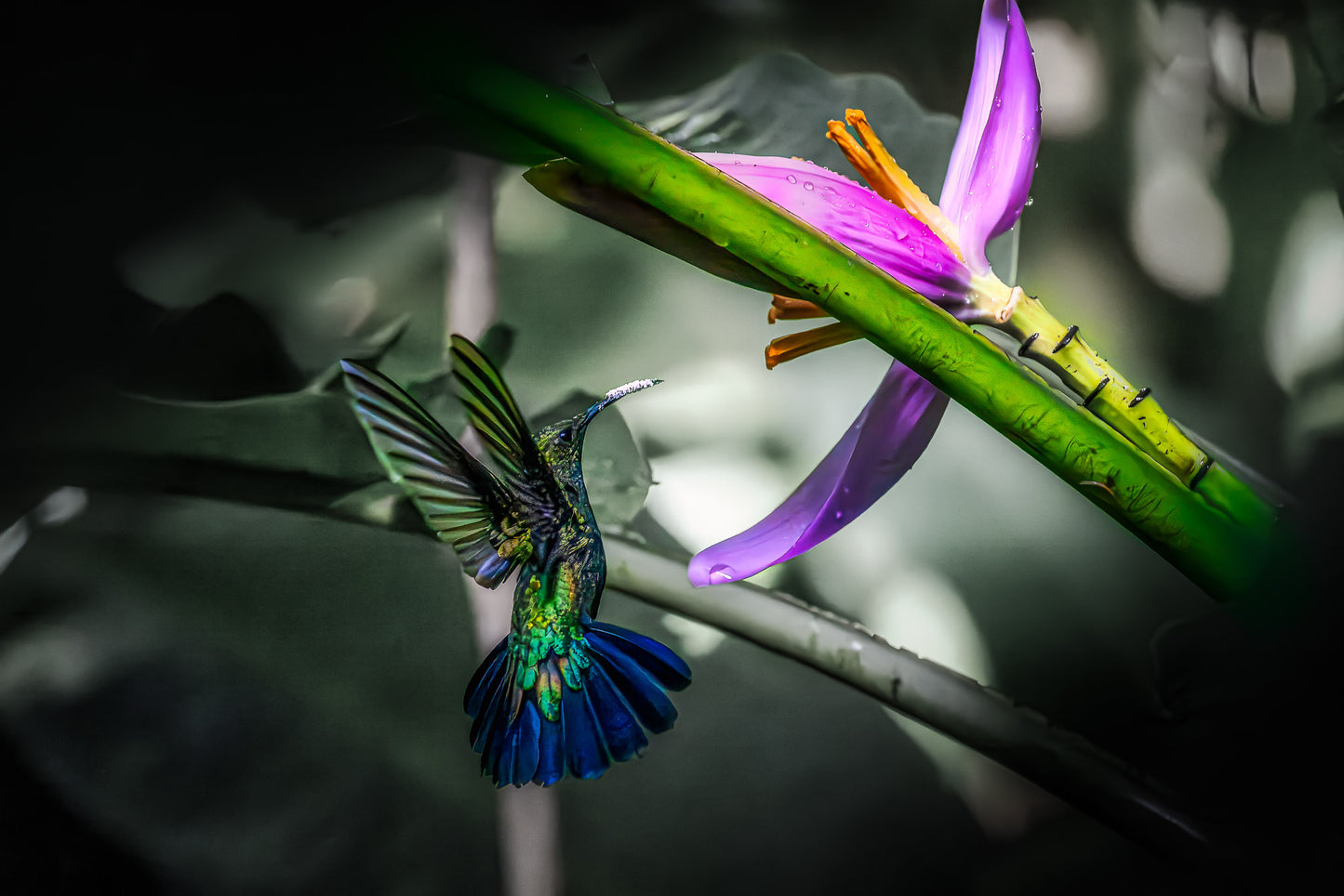 Green-Throated and Glorious