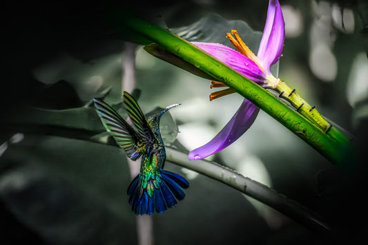 Green-Throated and Glorious
