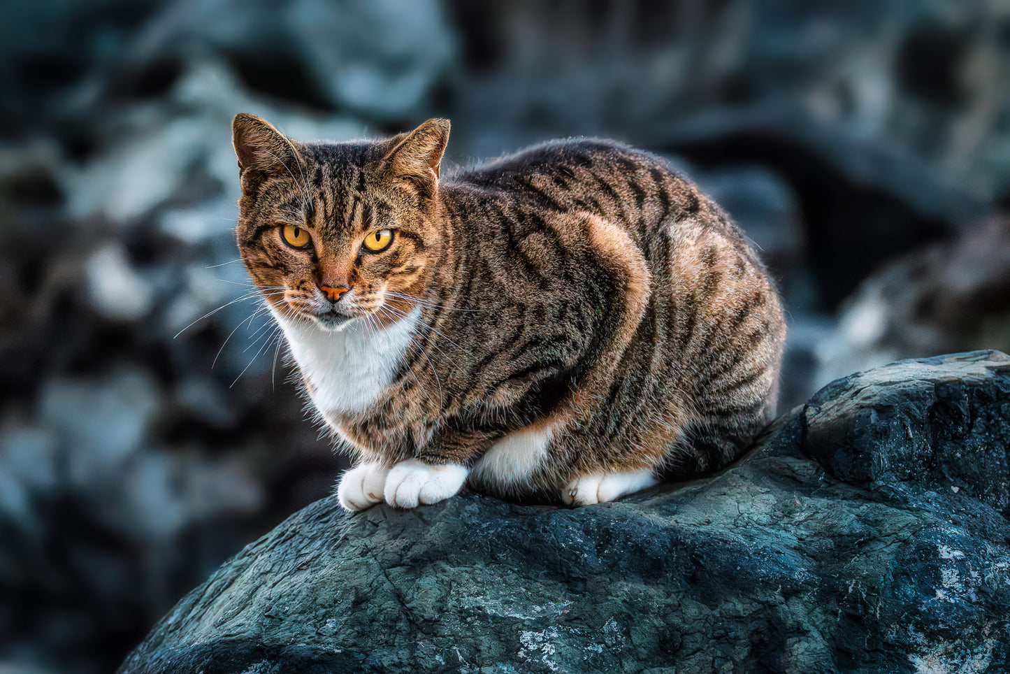The Cat on the Coast