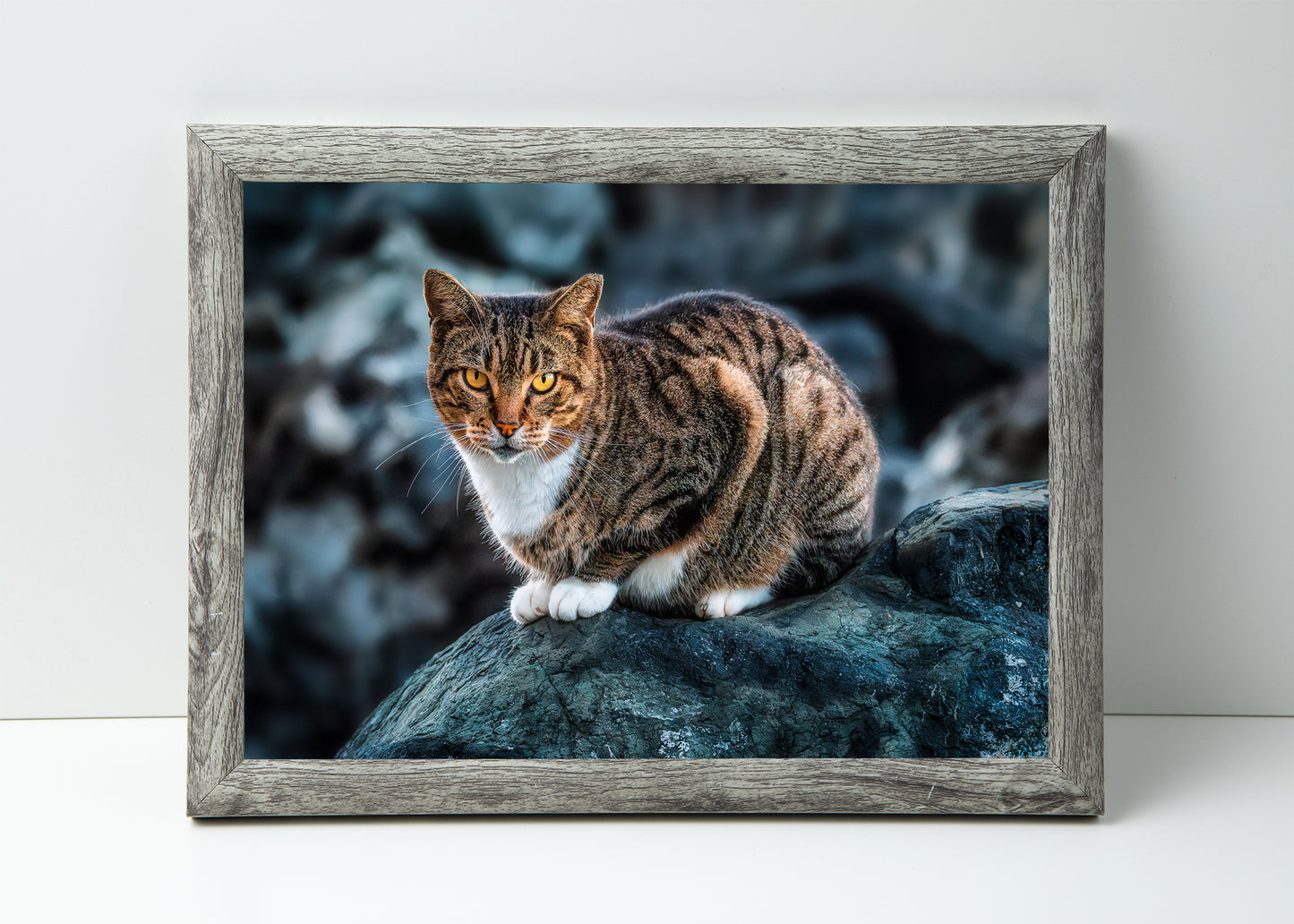 The Cat on the Coast