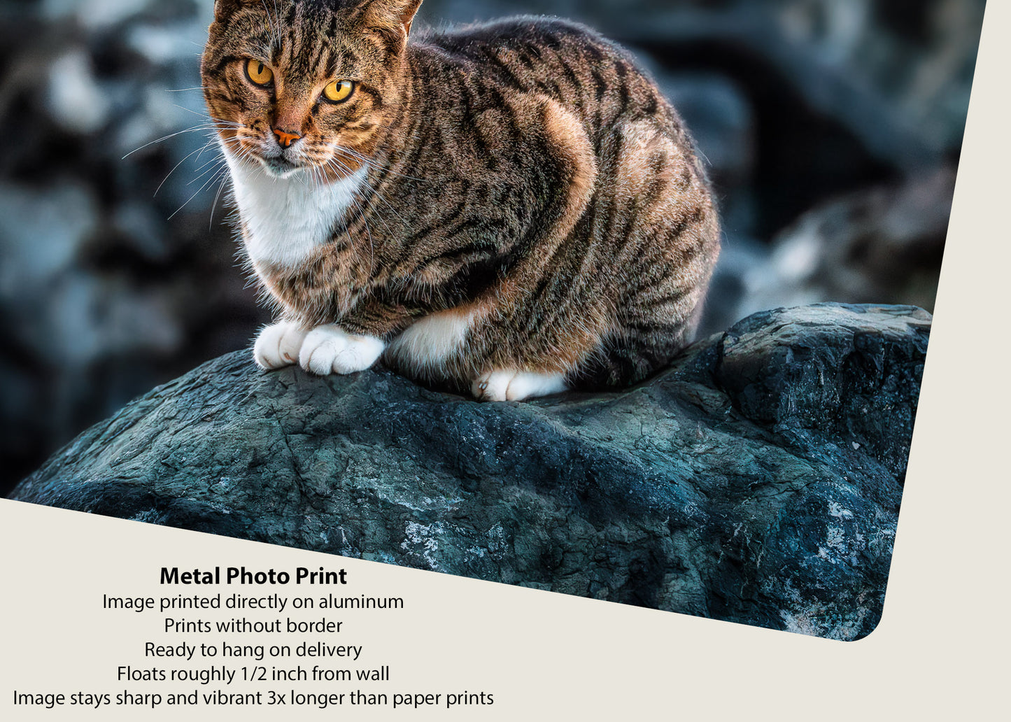 The Cat on the Coast