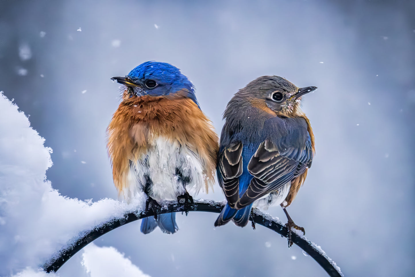 Two Cold Bluebirds