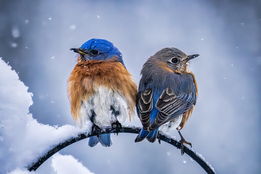 Two Cold Bluebirds