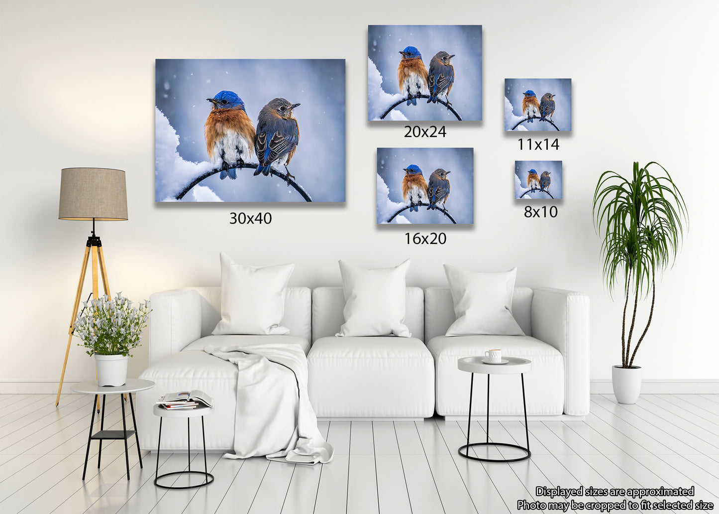 Two Cold Bluebirds