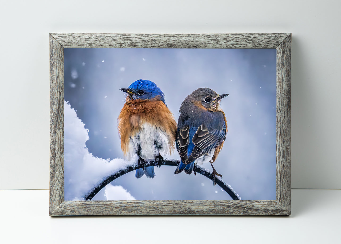 Two Cold Bluebirds