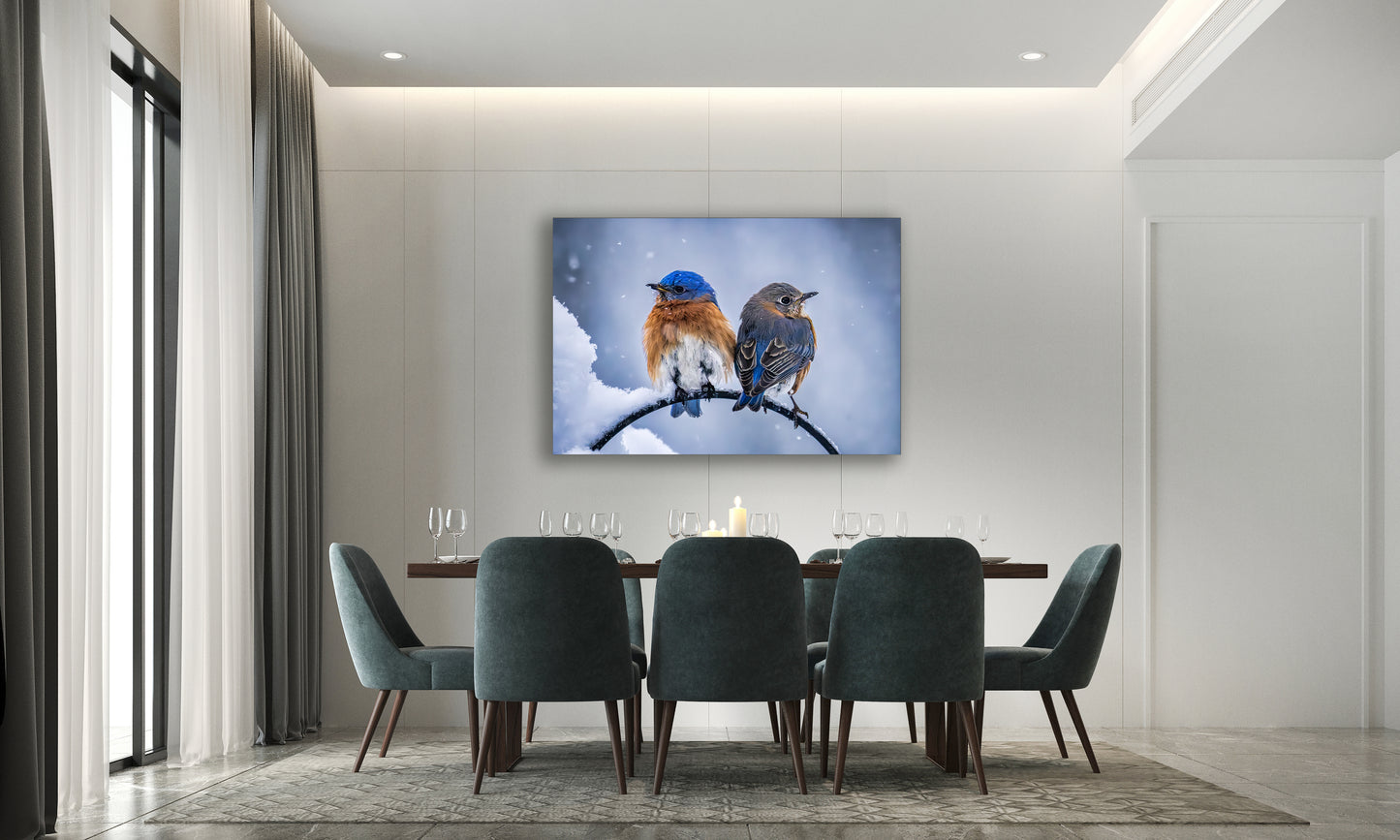 Two Cold Bluebirds