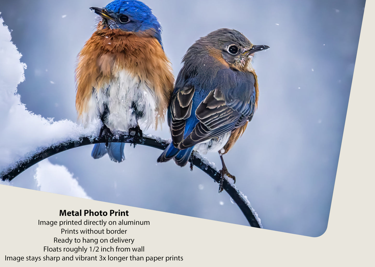 Two Cold Bluebirds