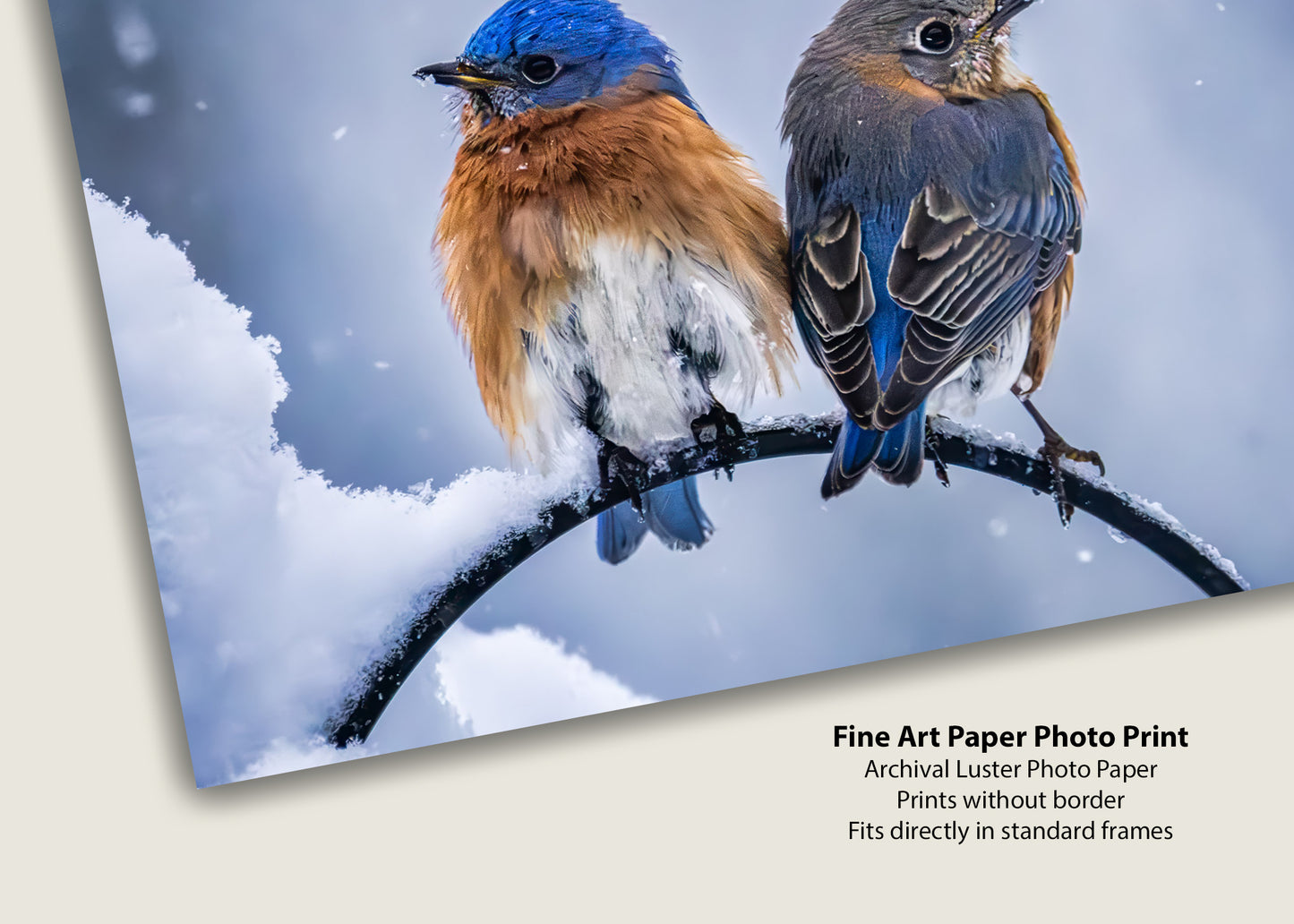 Two Cold Bluebirds