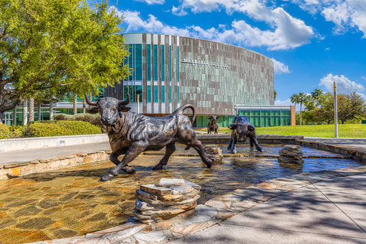 Running with the USF Bulls