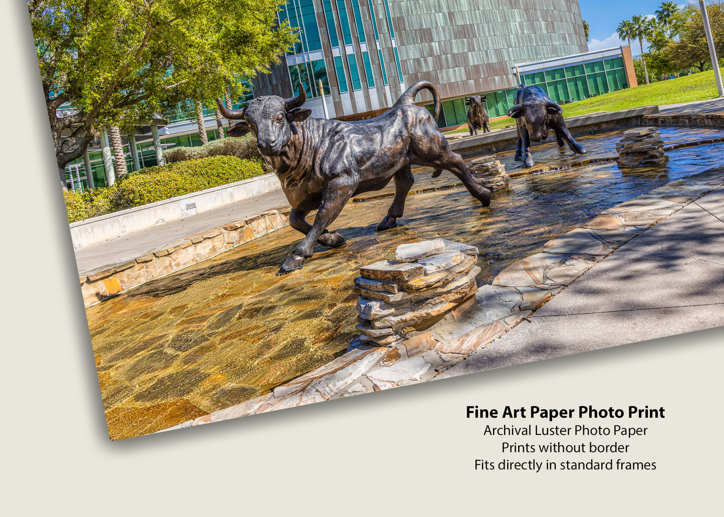 Running with the USF Bulls