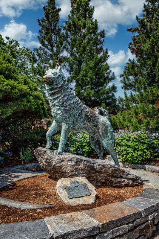 Top Dog on Campus (UConn)