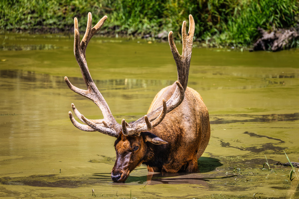 Bull Roosevelt elk with large velvet-covered antlers standing in shallow water near Mount Rainier in Washington.