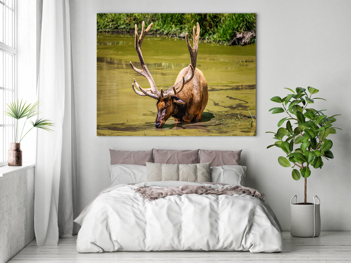 The Coolest Elk Around