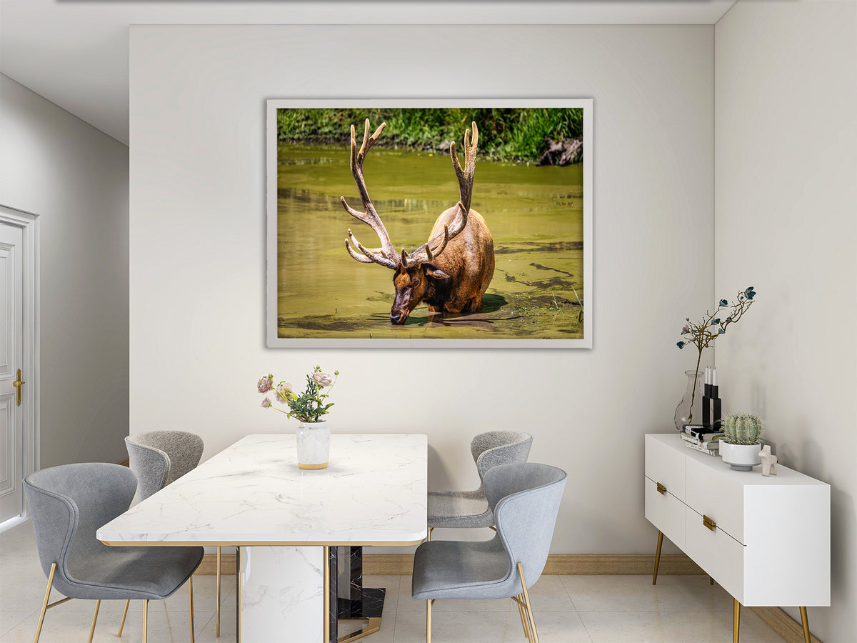 The Coolest Elk Around