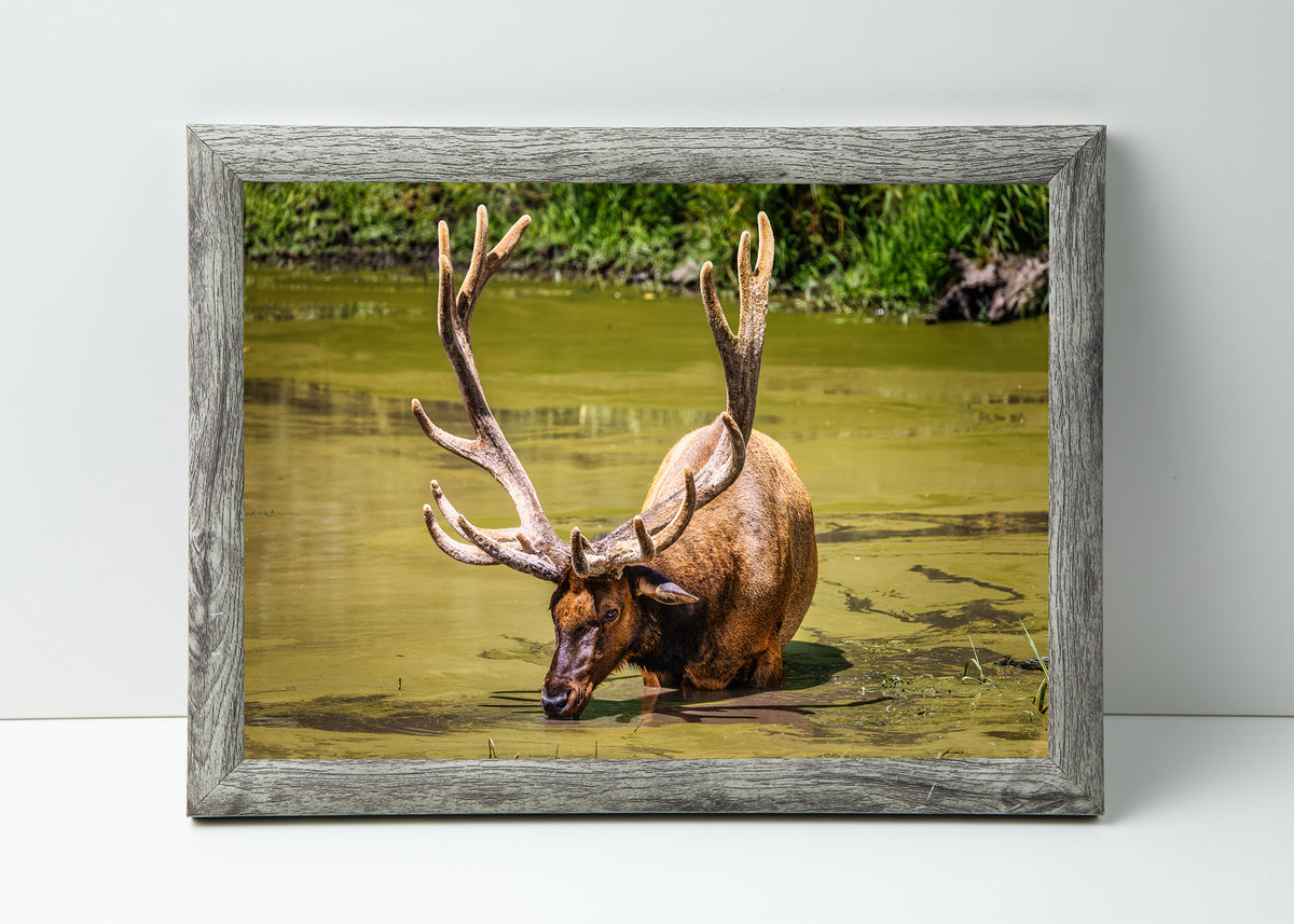 The Coolest Elk Around