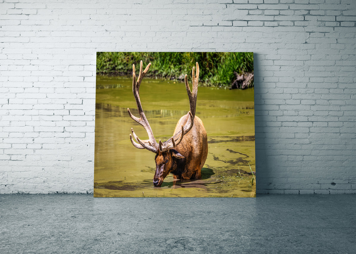 The Coolest Elk Around
