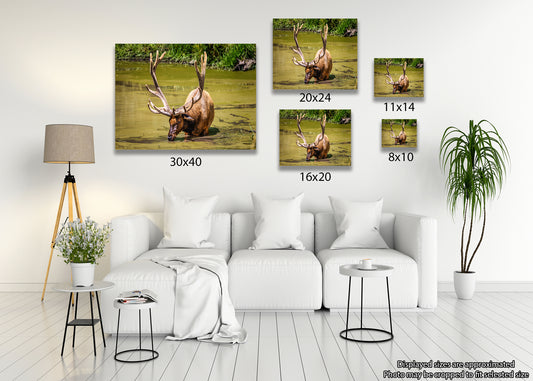The Coolest Elk Around