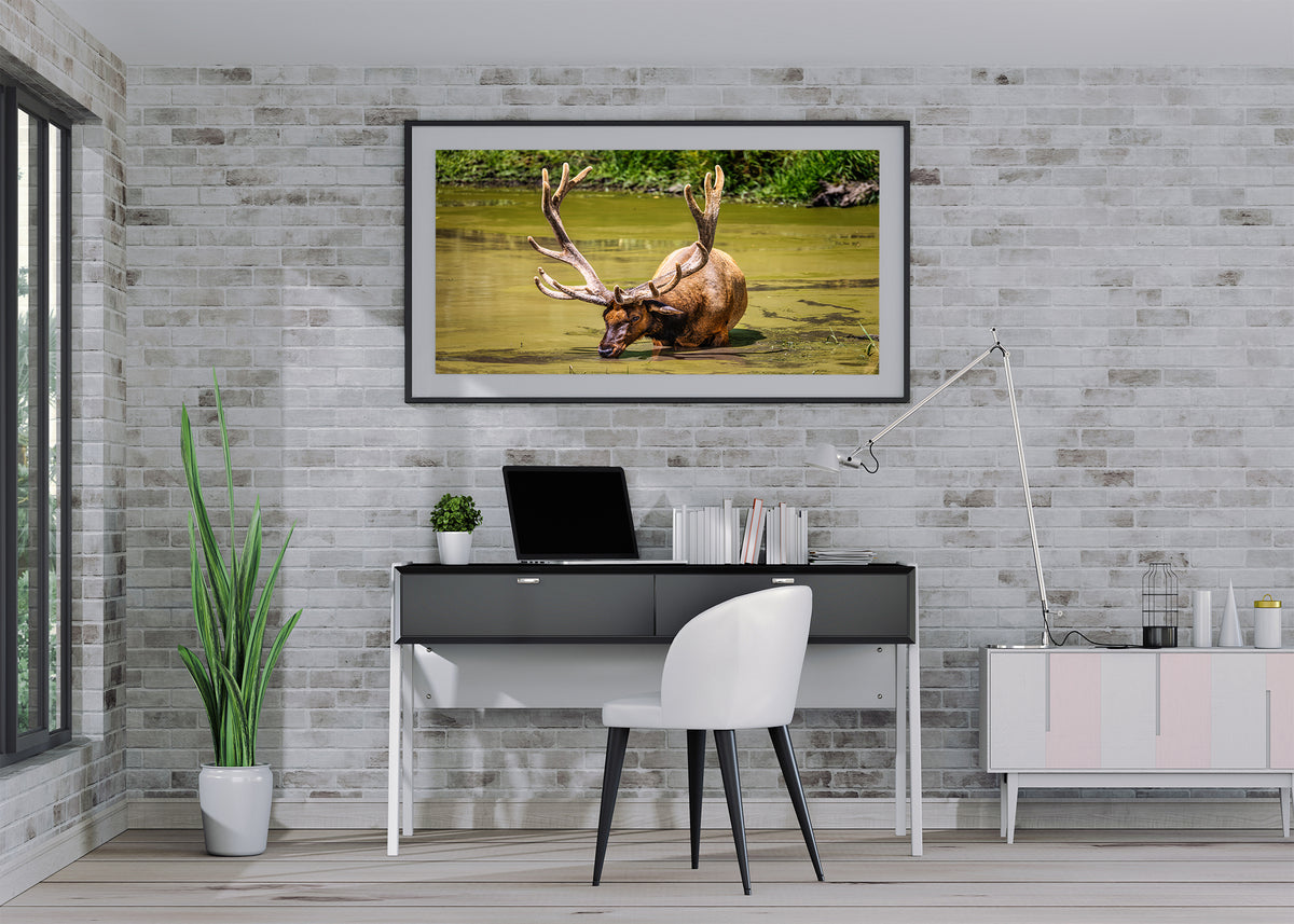 The Coolest Elk Around