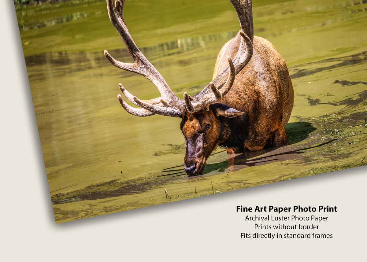 The Coolest Elk Around