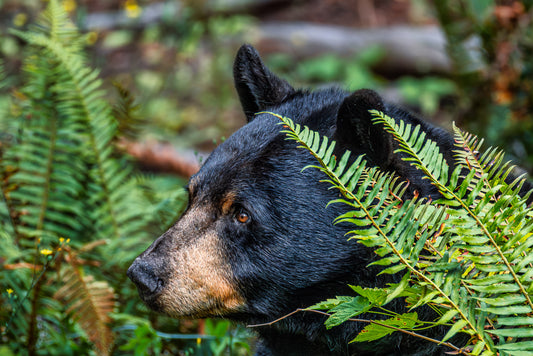 Close-up portrait of an American black bear emerging through bright green ferns in the forest near Mount Rainier National Park in Washington.