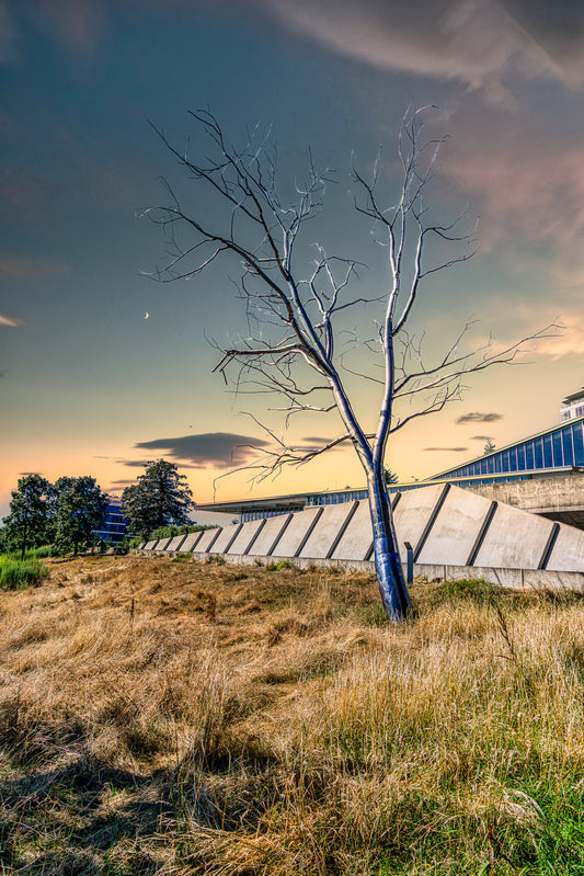Roxy Paine's stainless steel tree sculpture Split standing in golden grass beneath a crescent moon and colorful evening sky at Seattle's Olympic Sculpture Park.