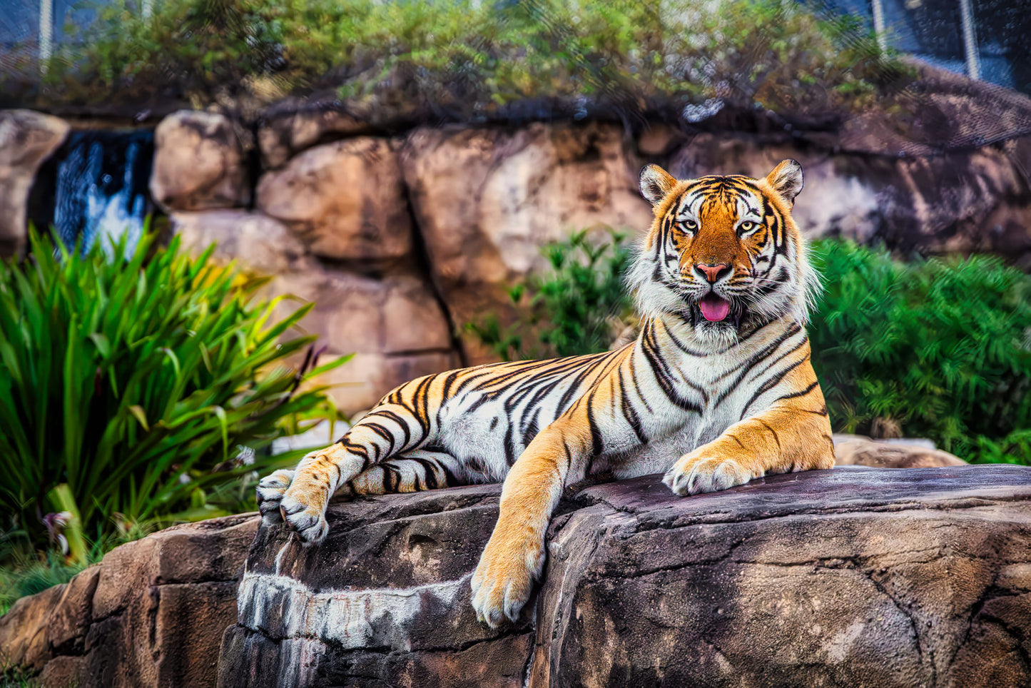 King of the Tigers