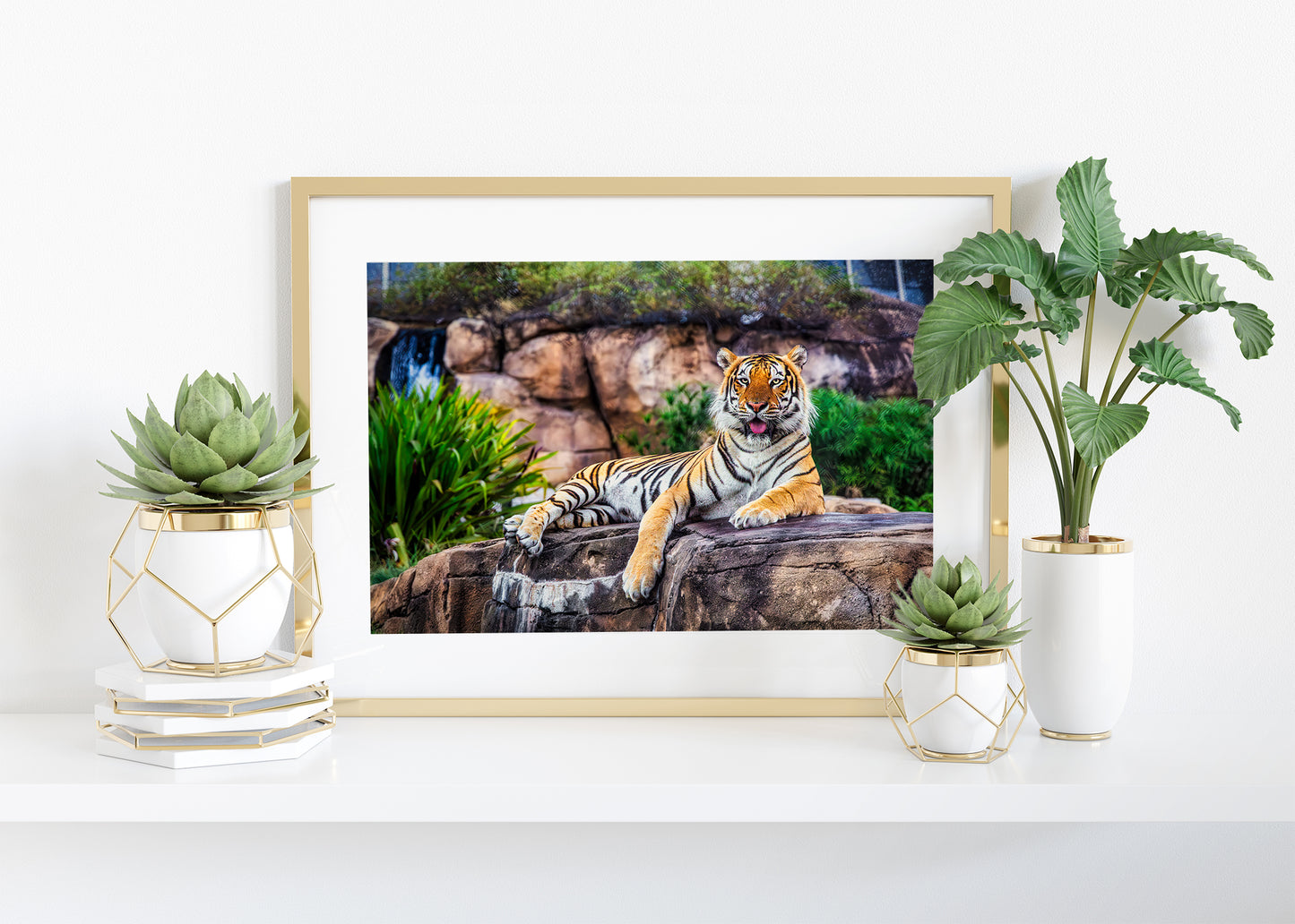 King of the Tigers