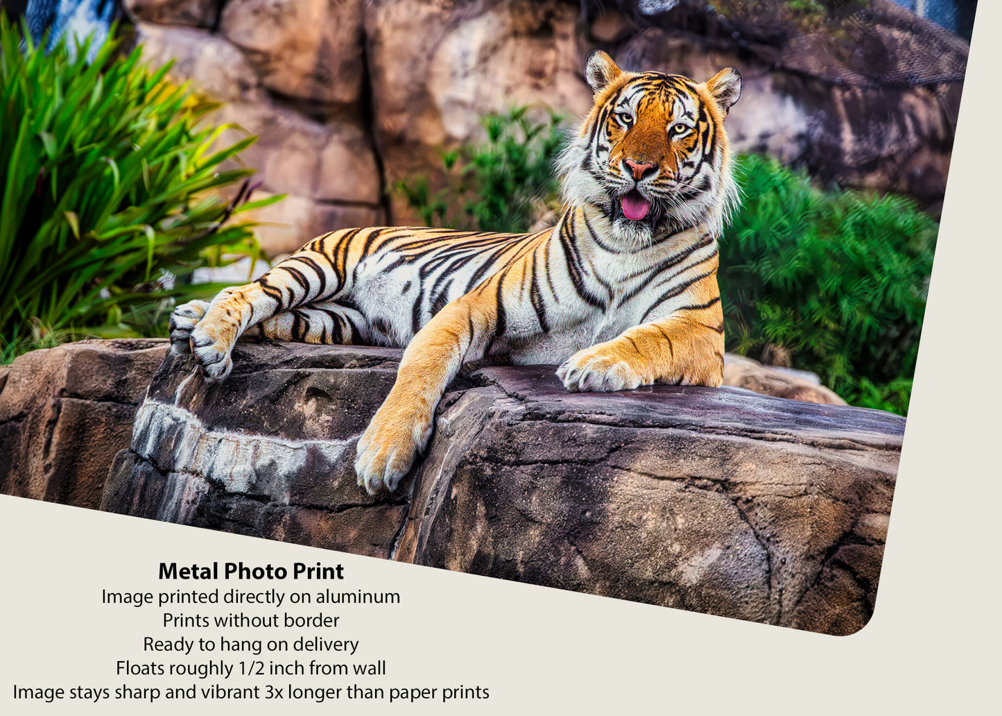 King of the Tigers