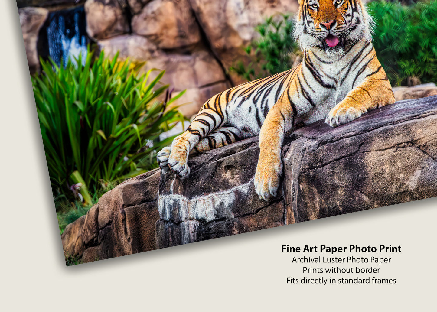 King of the Tigers