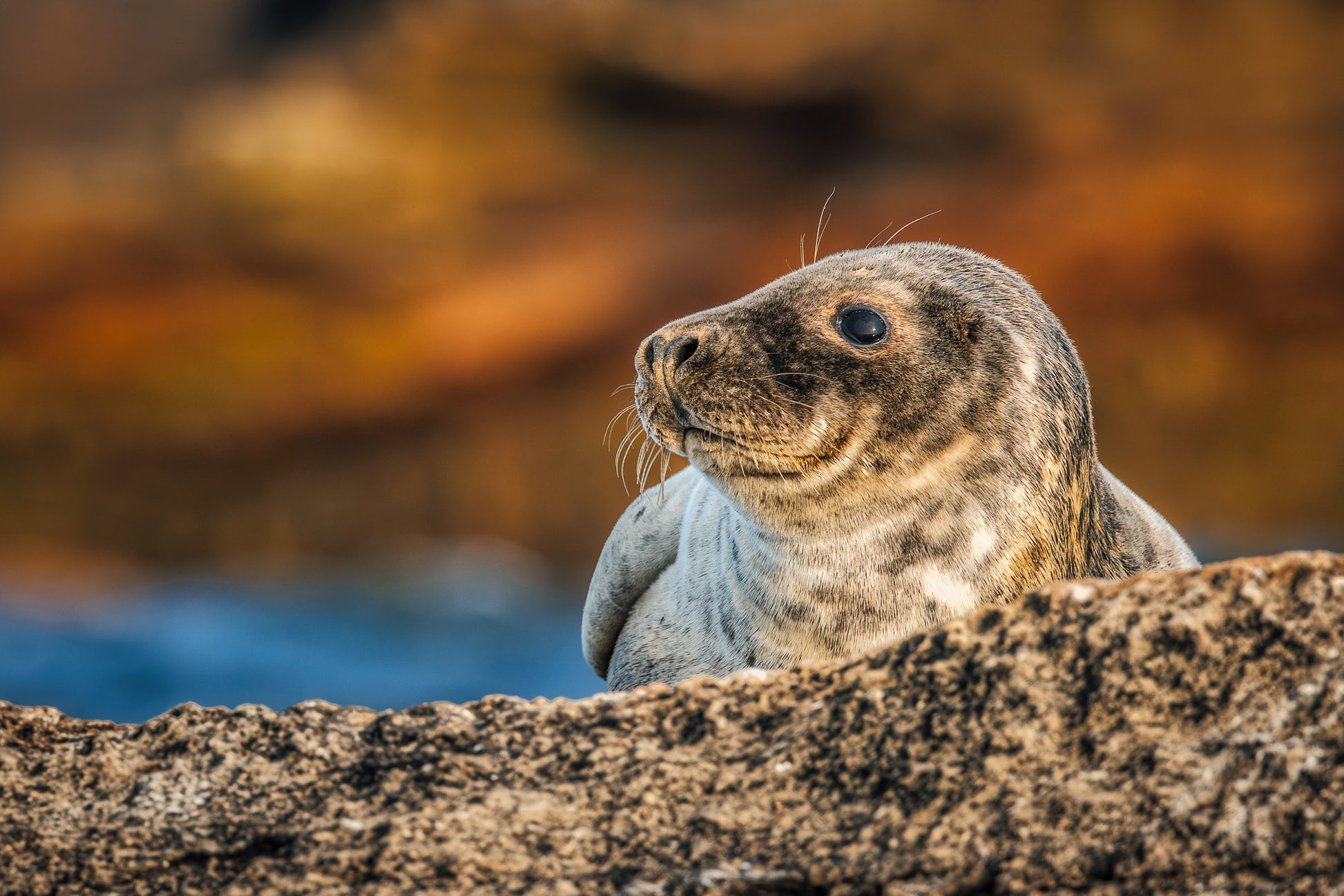 Baby Seal on the Rocks image 0
