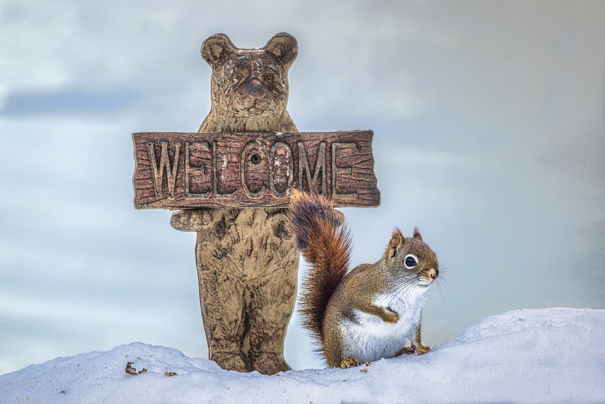 Wild Winter Welcome image 0