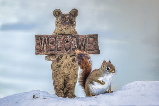 Wild Winter Welcome image 0