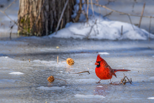 One Cold Cardinal image 0
