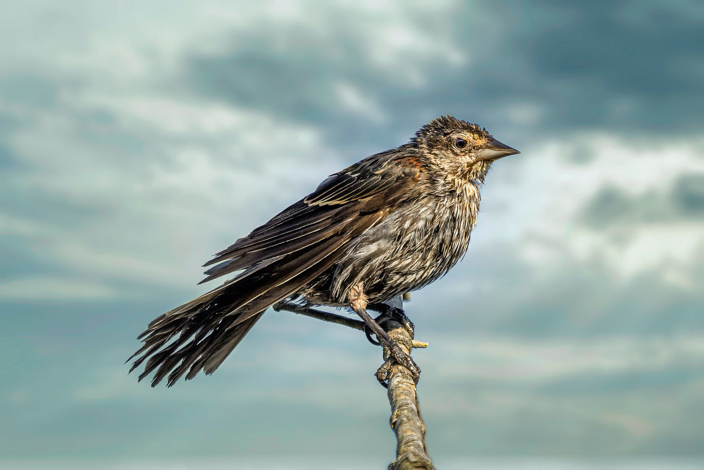 Dramatic Female Red-winged Blackbird image 0