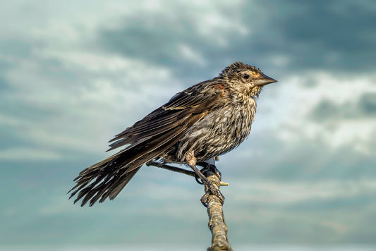 Dramatic Female Red-winged Blackbird image 0