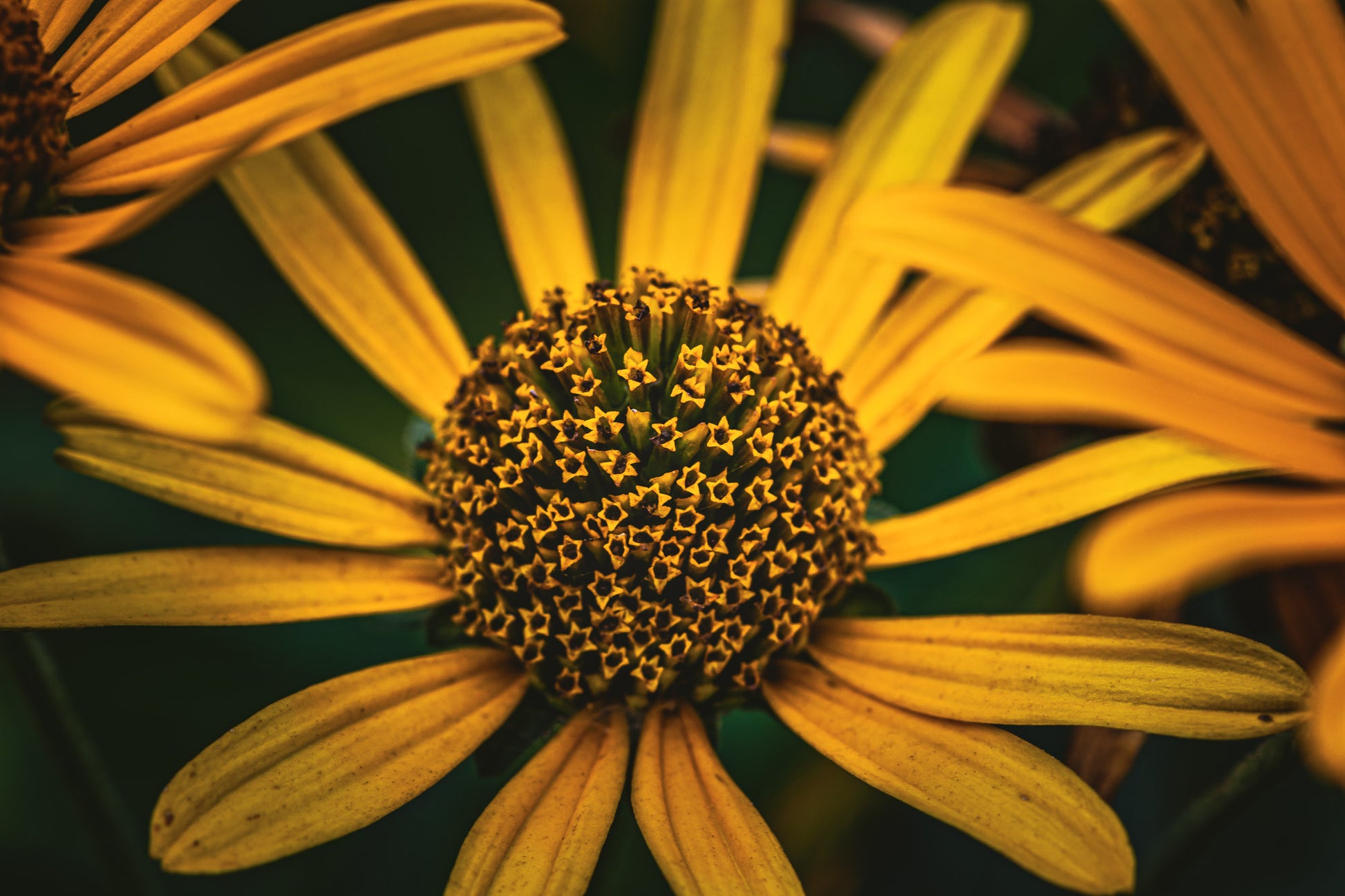 A Yellow Flower image 0