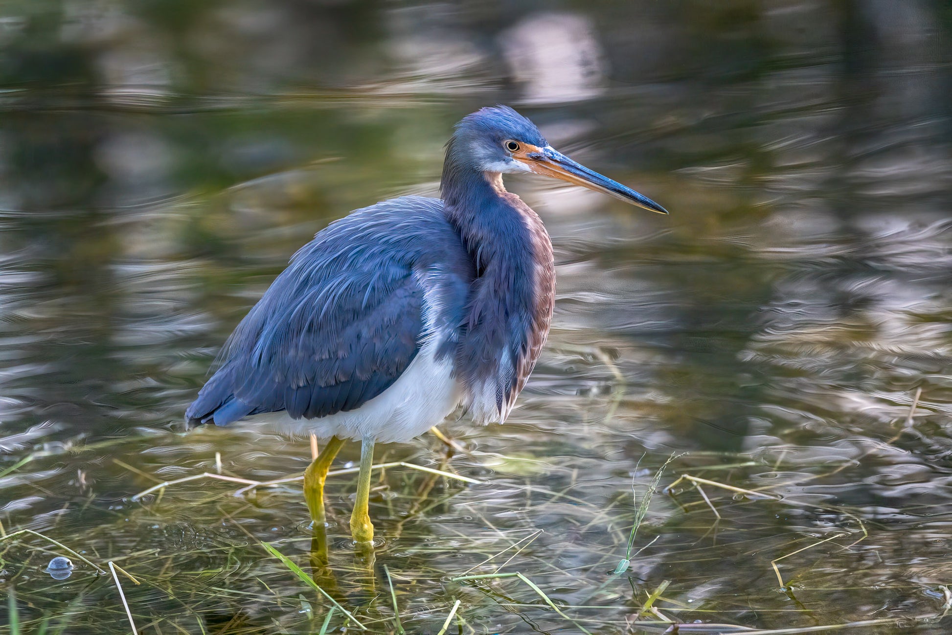 Polycolor Image of a Tricolor Heron image 0