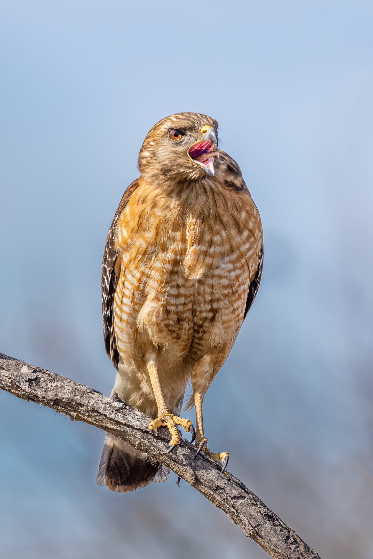 Snake-toungued Hawk image 0