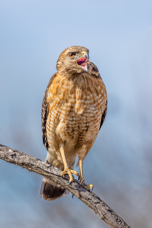 Snake-toungued Hawk image 0