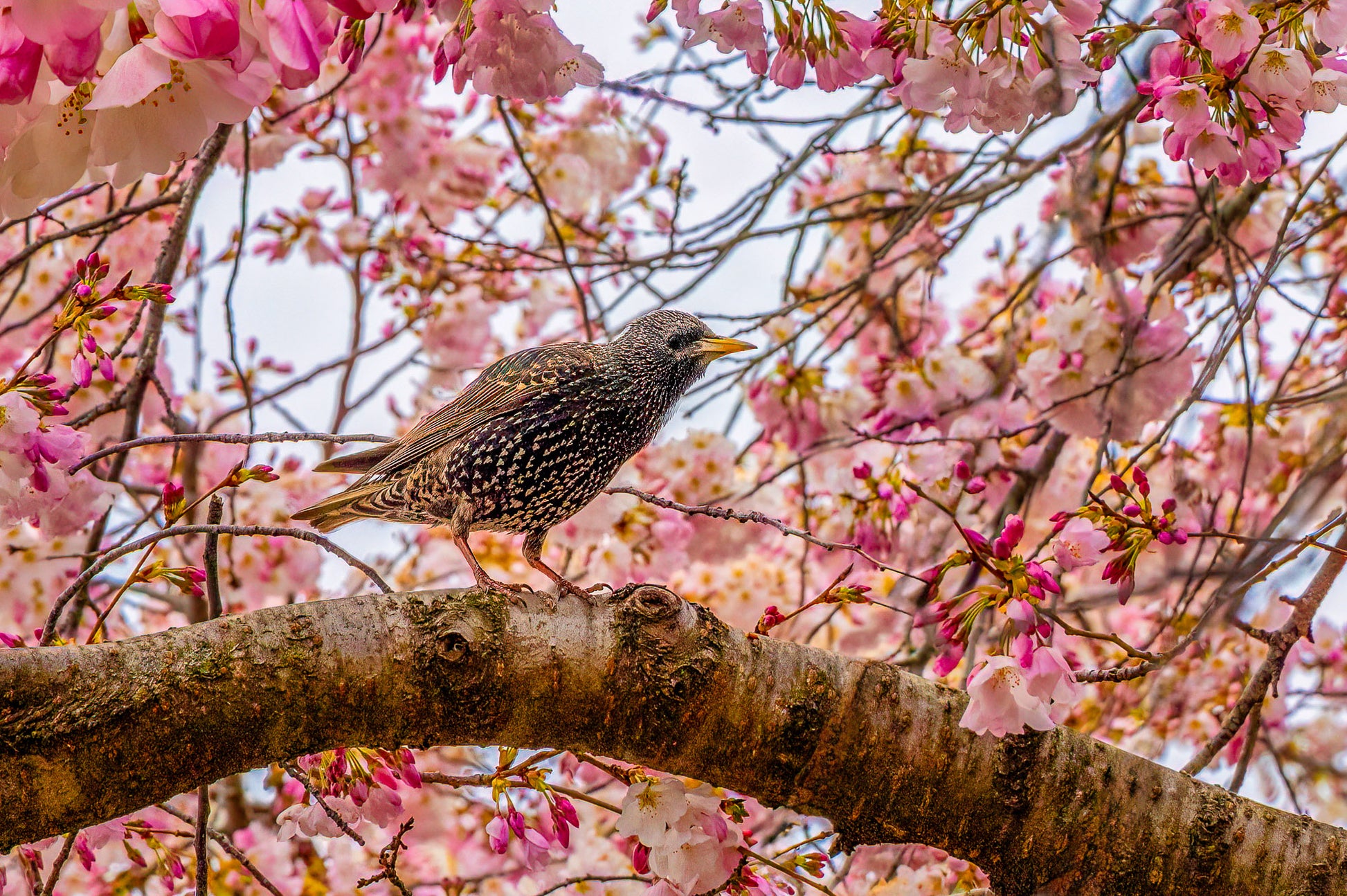 European Starling in the Cherry Blossoms image 0