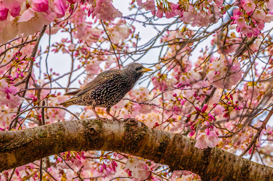 European Starling in the Cherry Blossoms image 0