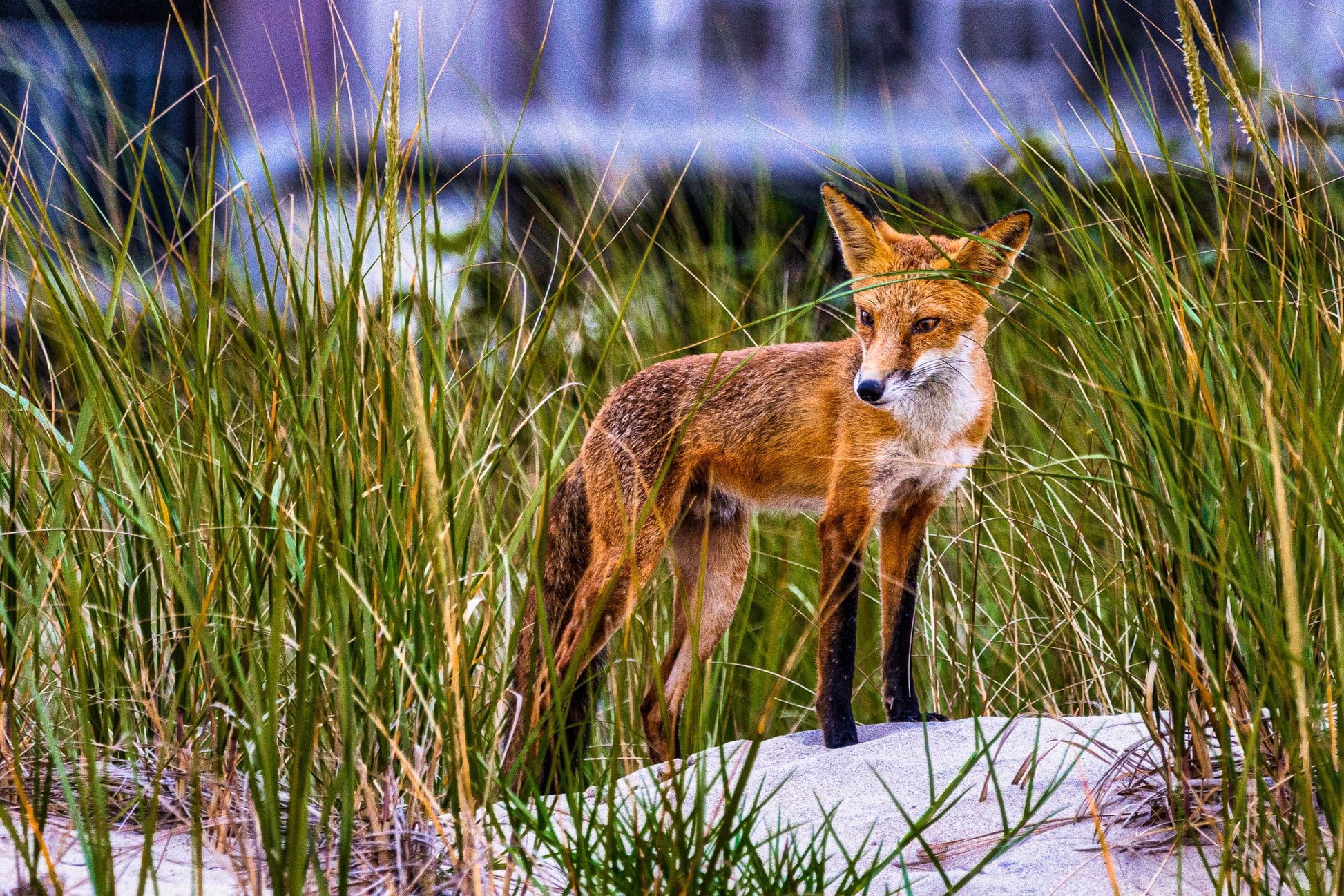 Fox on the Beach image 0