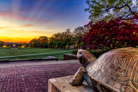 Testudo at Sunrise image 0