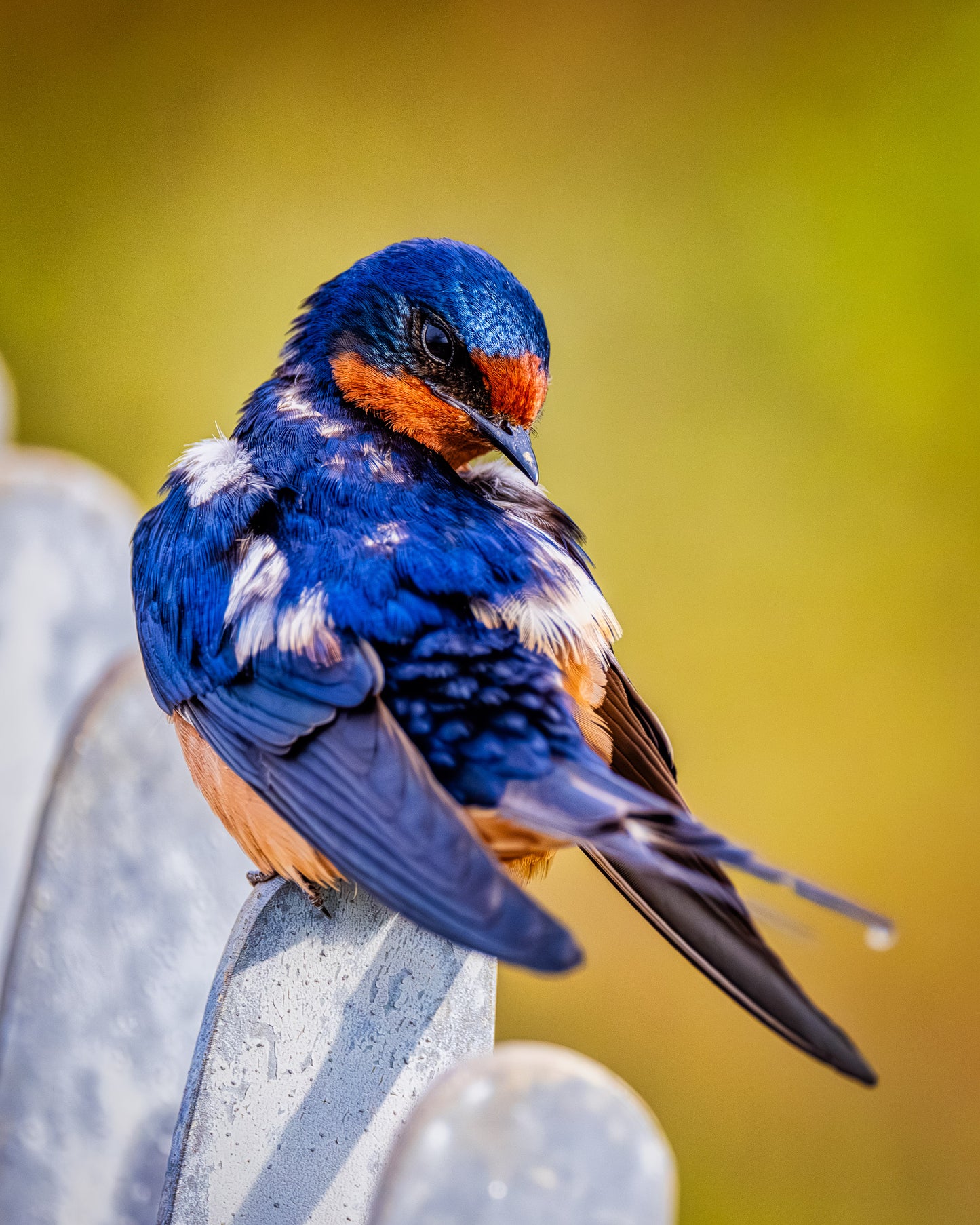 Ruffled Barn Swallow image 0