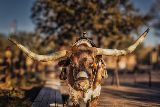 The Horns of Texas image 0