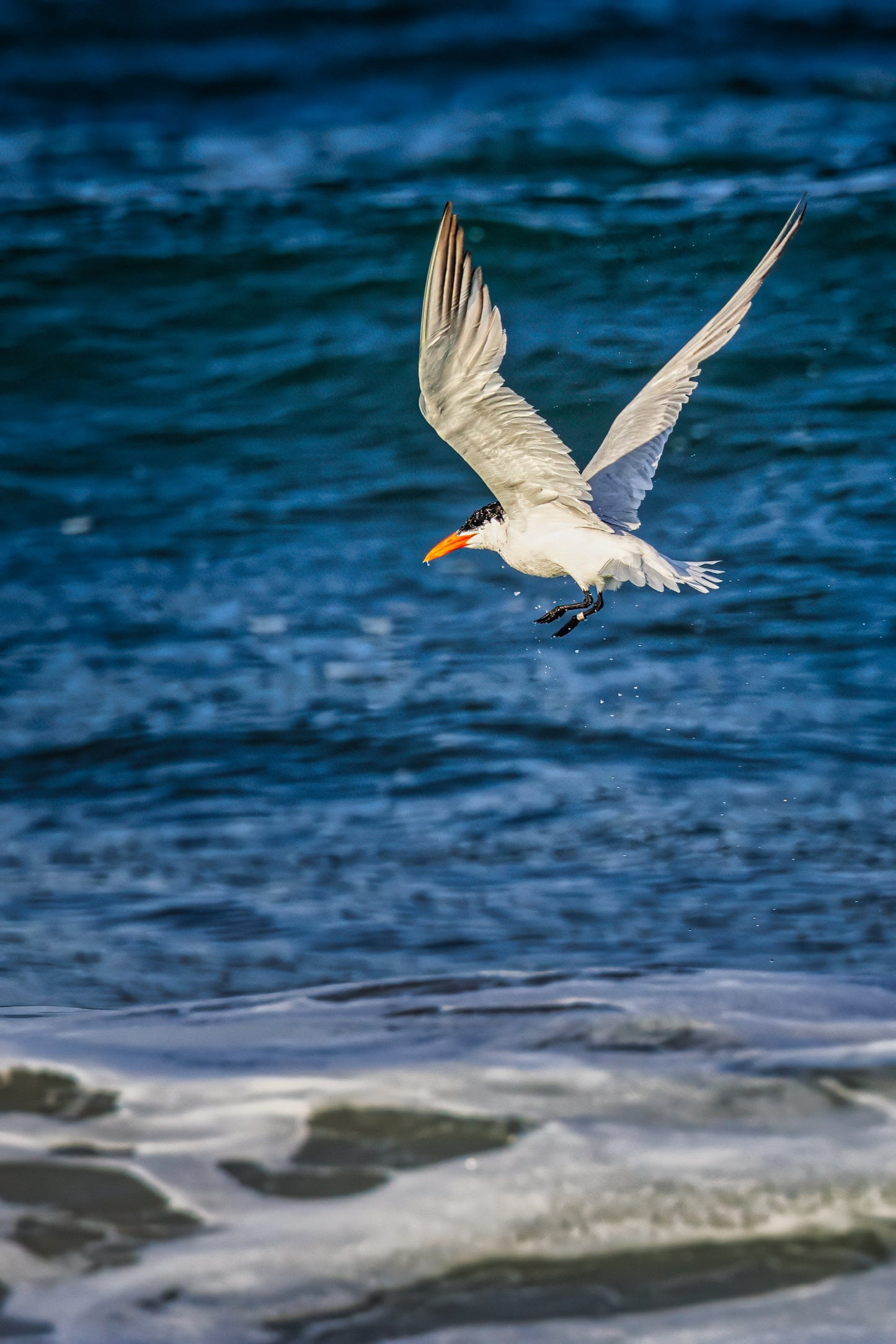 The Tide is Tern-ing image 0