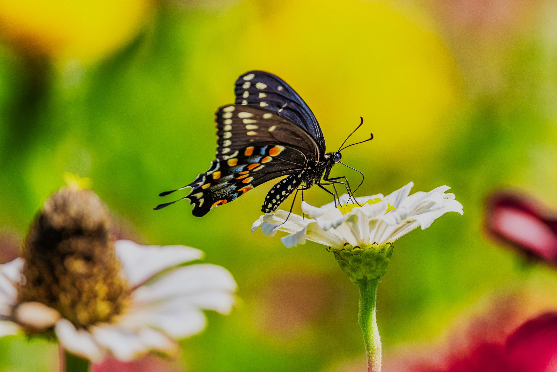 Black Swallowtail on a White Flower image 0