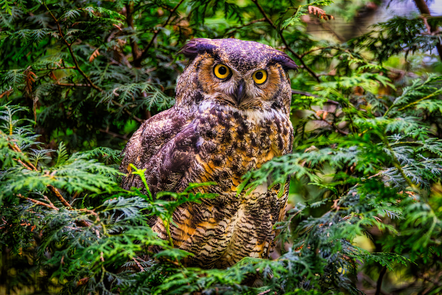 Hooting Hunter in Hiding image 0