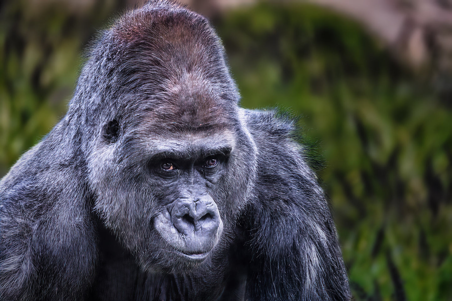 The Watchful Silverback image 0