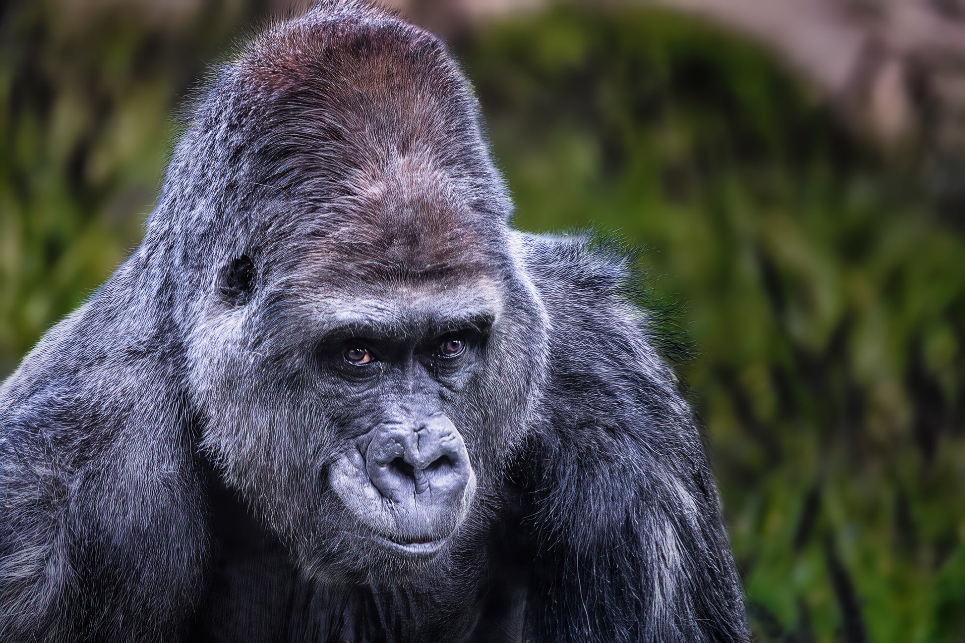 The Watchful Silverback image 0